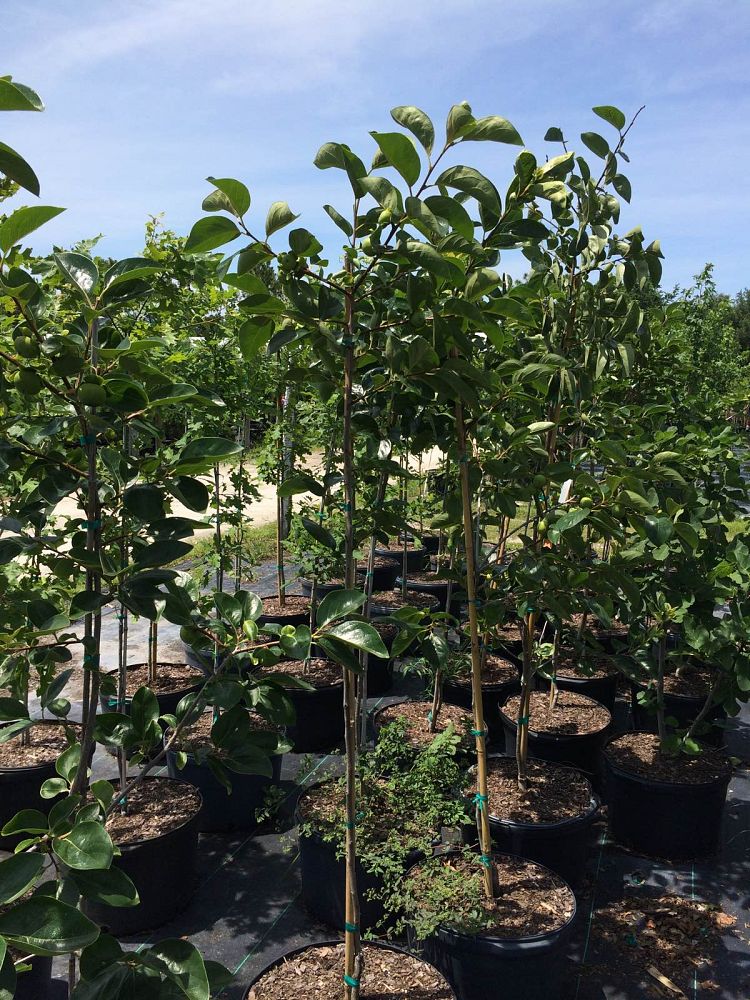 diospyros-kaki-japanese-persimmon