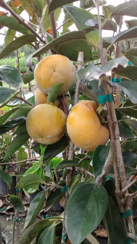 diospyros-kaki-japanese-persimmon