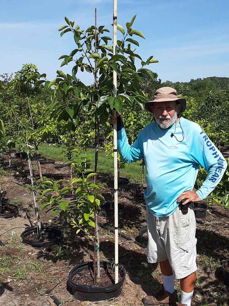 diospyros-kaki-japanese-persimmon