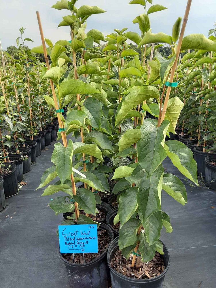 diospyros-kaki-japanese-persimmon