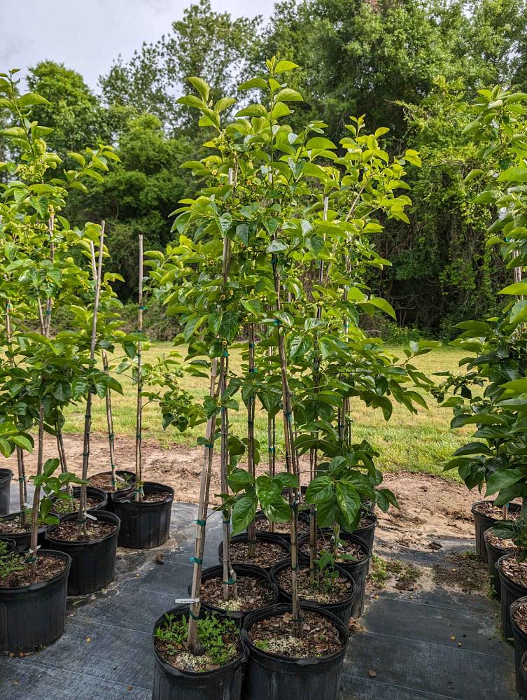 diospyros-kaki-japanese-persimmon