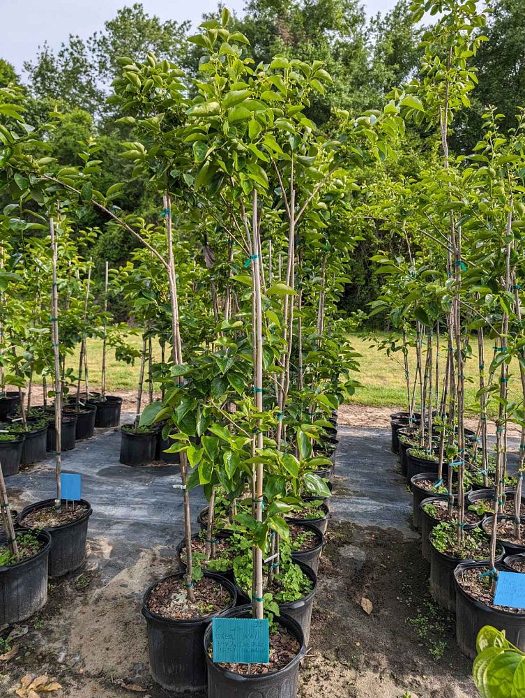 diospyros-kaki-japanese-persimmon