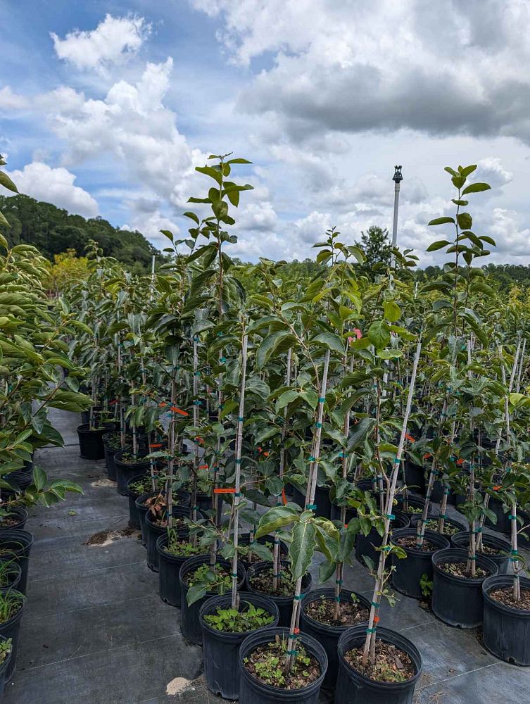 diospyros-kaki-japanese-persimmon