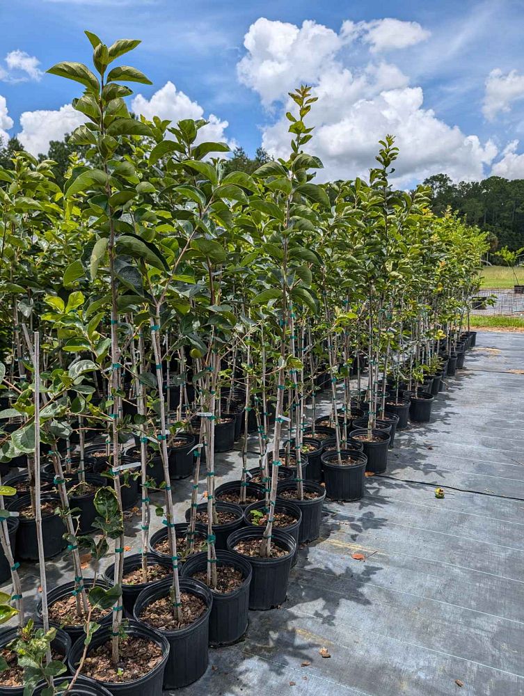 diospyros-kaki-japanese-persimmon
