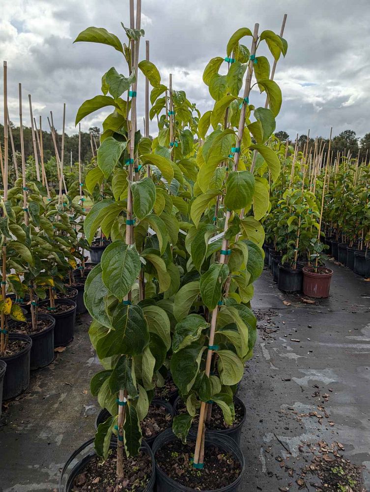 diospyros-kaki-japanese-persimmon