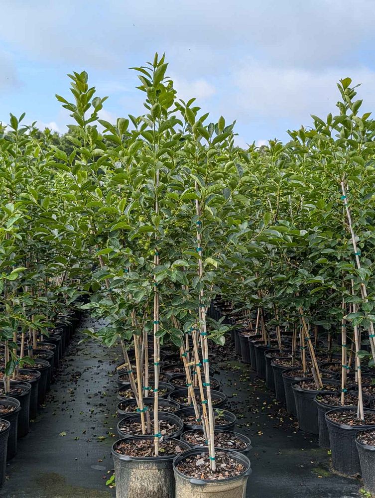 diospyros-kaki-japanese-persimmon