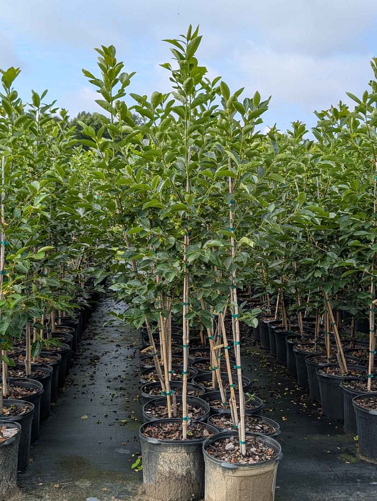 diospyros-kaki-japanese-persimmon