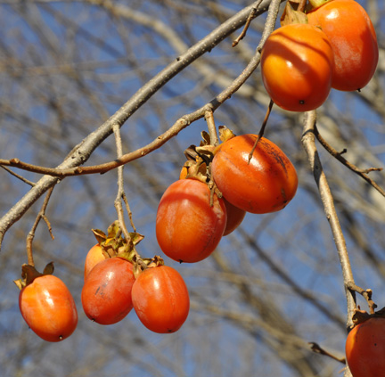 diospyros-kaki-saijo-japanese-persimmon