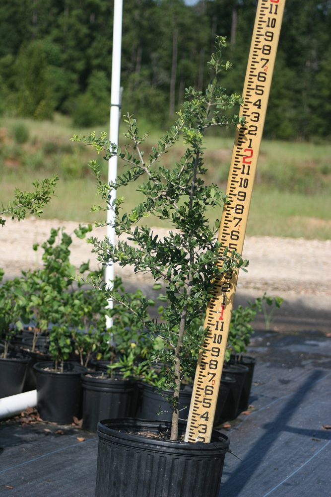 diospyros-texana-texas-persimmon-mexican-persimmon