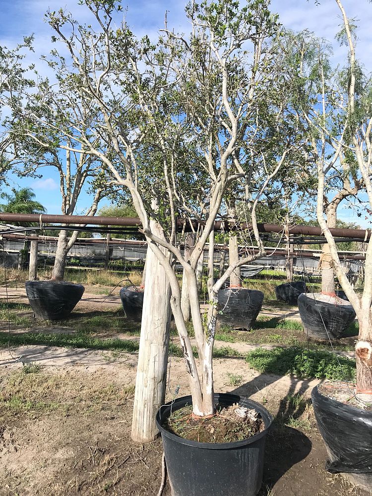diospyros-texana-texas-persimmon-mexican-persimmon