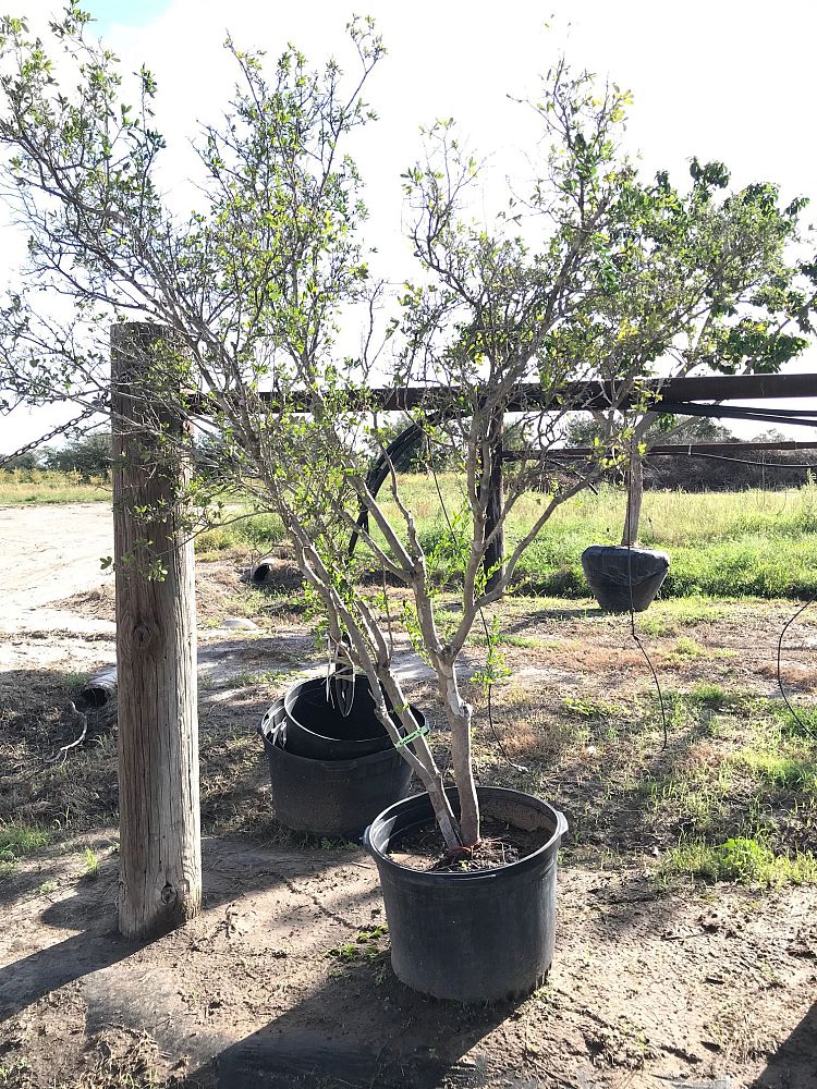 diospyros-texana-texas-persimmon-mexican-persimmon