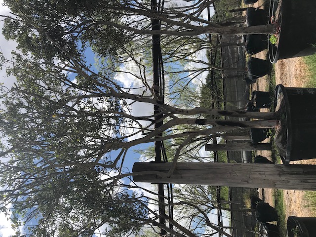 diospyros-texana-texas-persimmon-mexican-persimmon