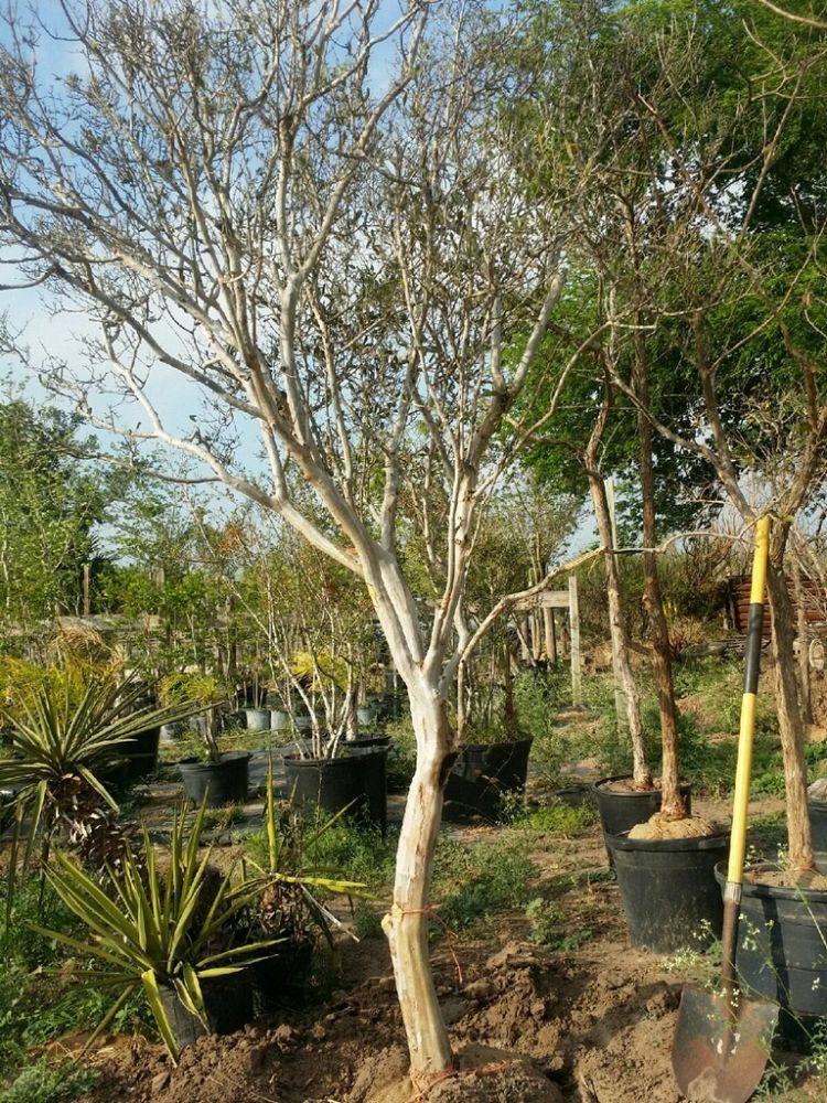 diospyros-texana-texas-persimmon-mexican-persimmon