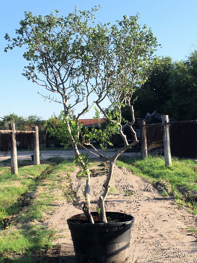 diospyros-texana-texas-persimmon-mexican-persimmon