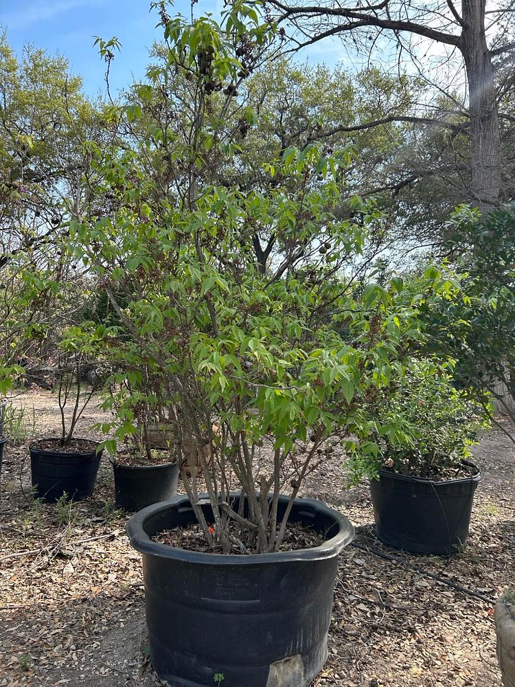 diospyros-texana-texas-persimmon-mexican-persimmon
