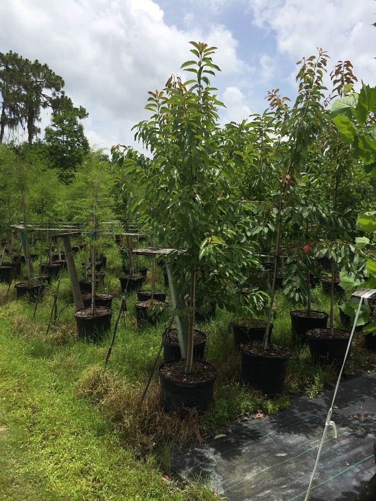 diospyros-virginiana-persimmon