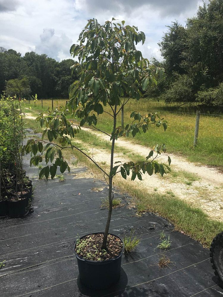 diospyros-virginiana-persimmon