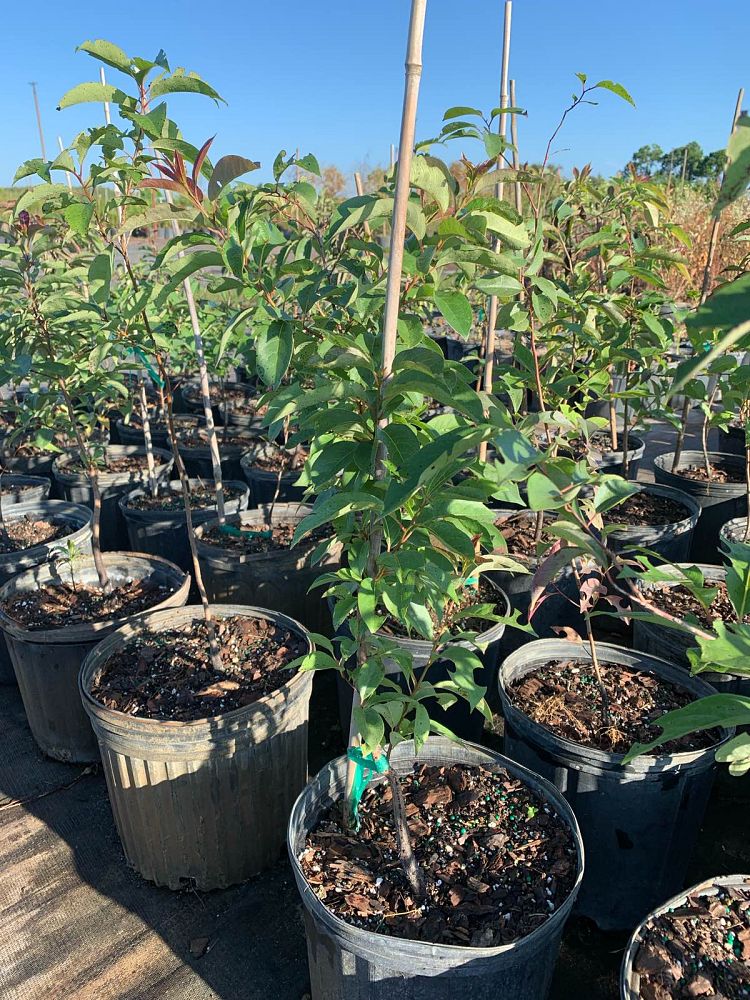 diospyros-virginiana-persimmon