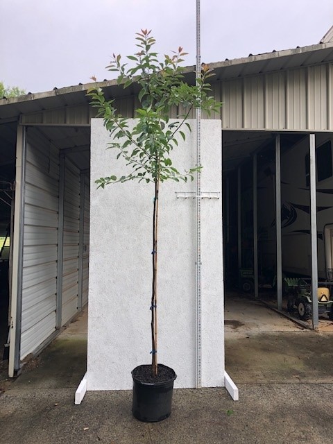 diospyros-virginiana-persimmon