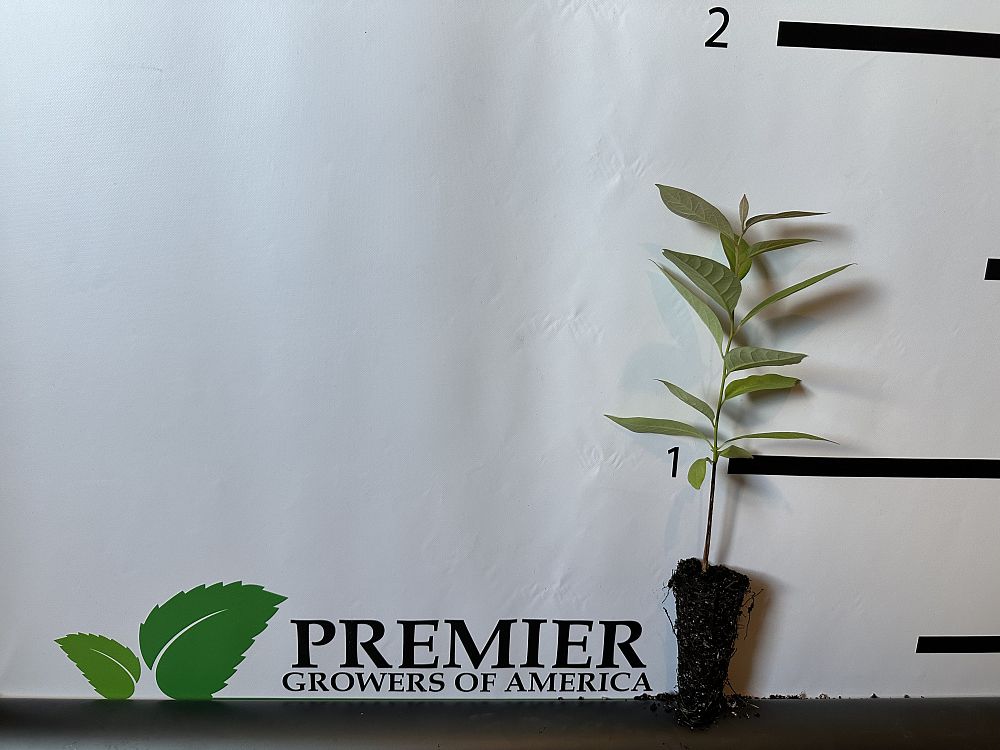 diospyros-virginiana-persimmon