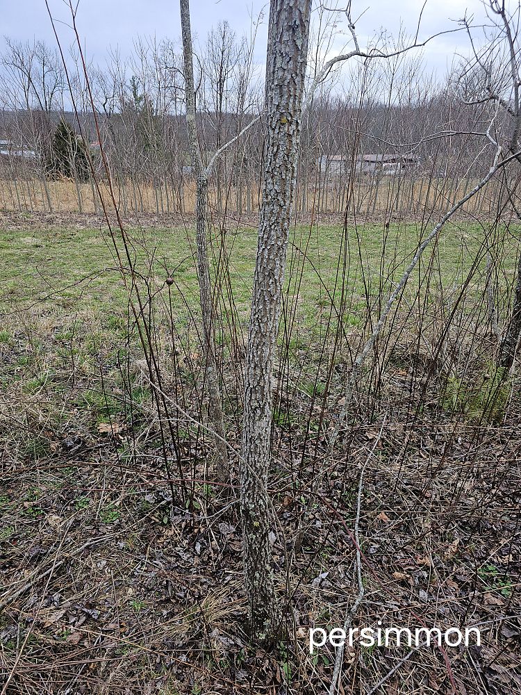 diospyros-virginiana-persimmon