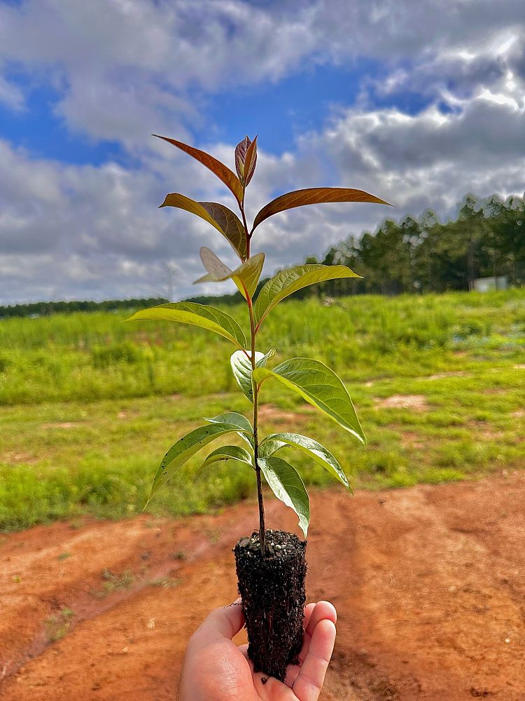 diospyros-virginiana-persimmon