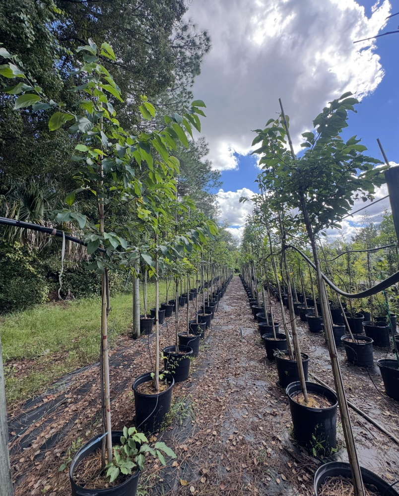 diospyros-virginiana-persimmon