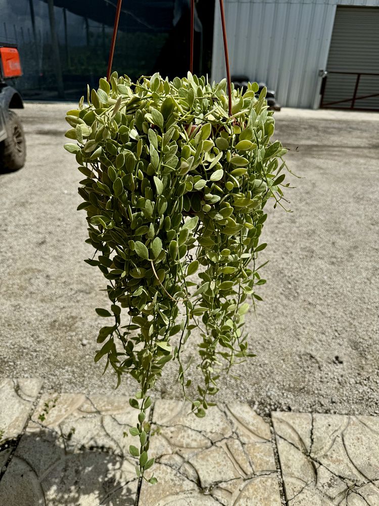 dischidia-oiantha-variegata-pebble-beach-dischidia