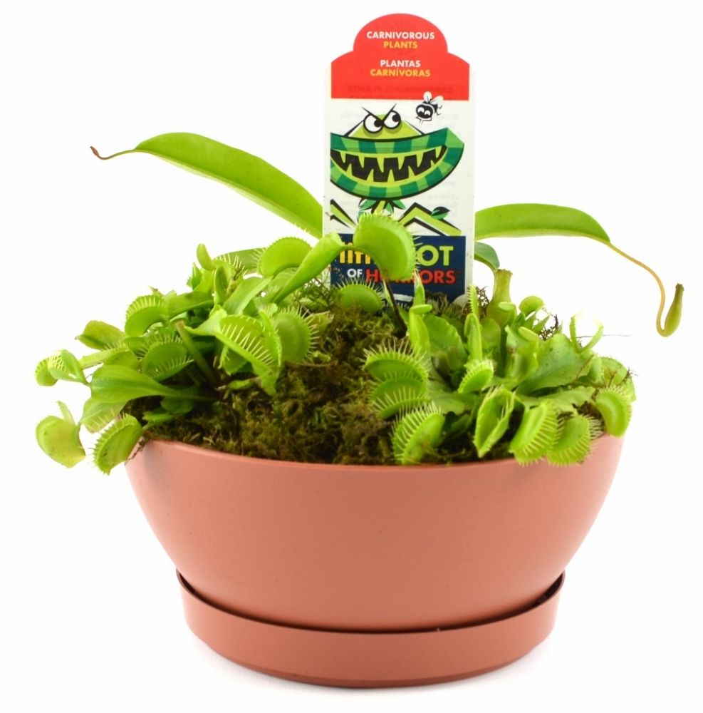 dish-gardens