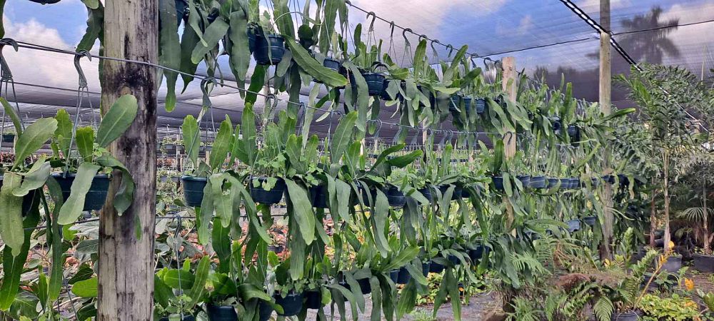 disocactus-ackermannii-strap-cactus-orchid-cactus