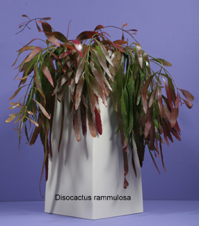 disocactus-ramulosa