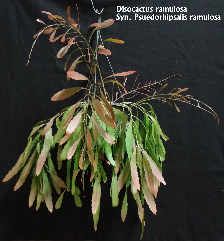 disocactus-ramulosa