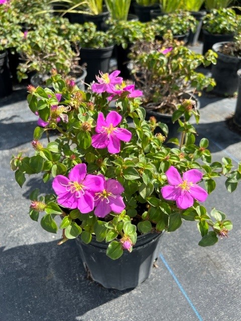 dissotis-plumosa-trailing-tibouchina-spanish-shawl