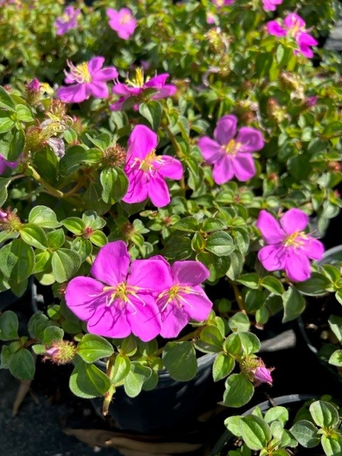 dissotis-plumosa-trailing-tibouchina-spanish-shawl