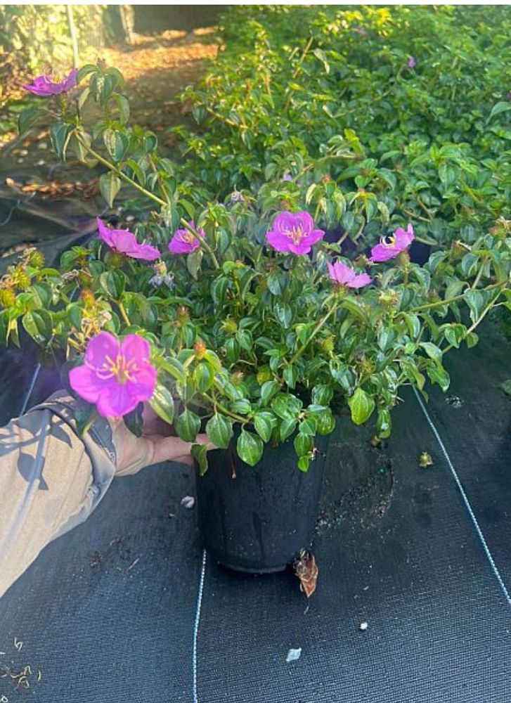 dissotis-plumosa-trailing-tibouchina-spanish-shawl