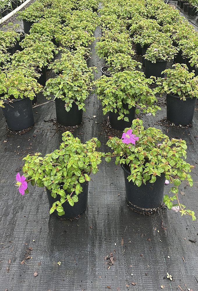 dissotis-plumosa-trailing-tibouchina-spanish-shawl