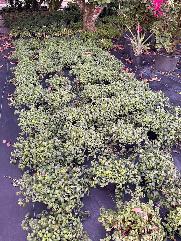 dissotis-plumosa-trailing-tibouchina-spanish-shawl