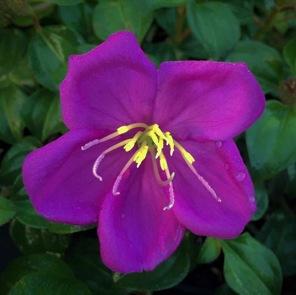 dissotis-rotundifolia