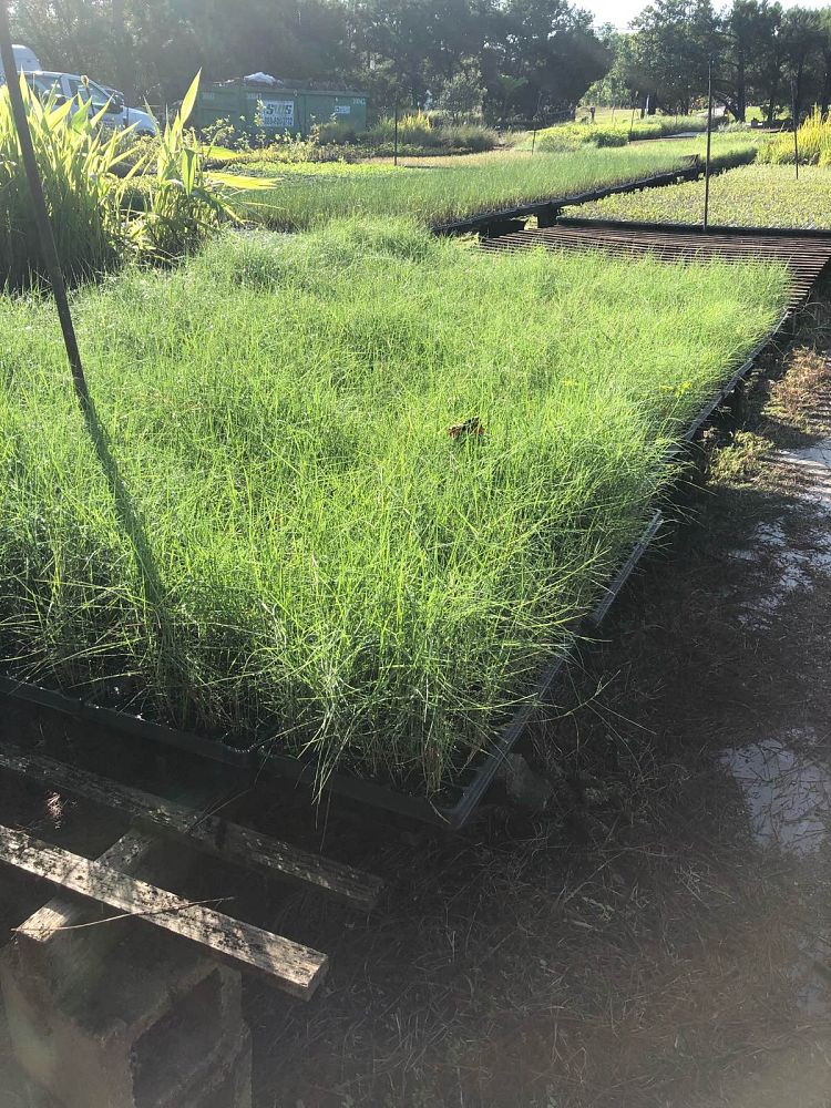 distichlis-spicata-saltgrass