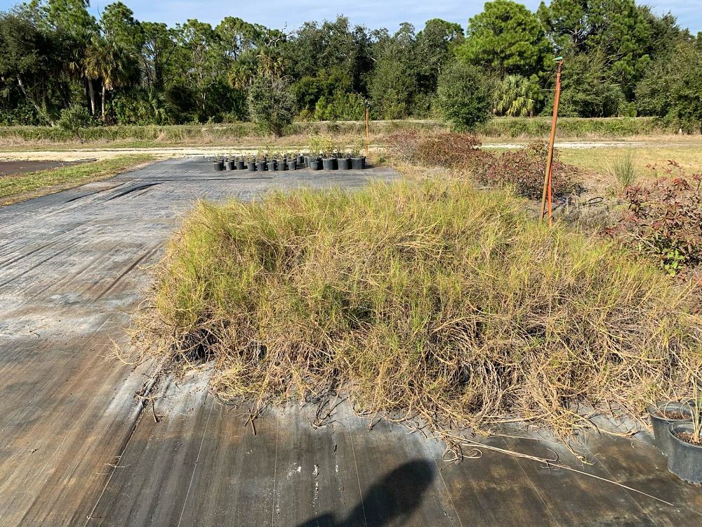 distichlis-spicata-saltgrass