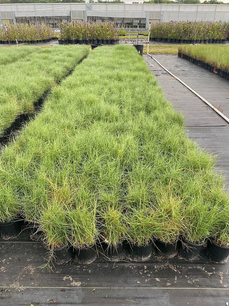 distichlis-spicata-saltgrass