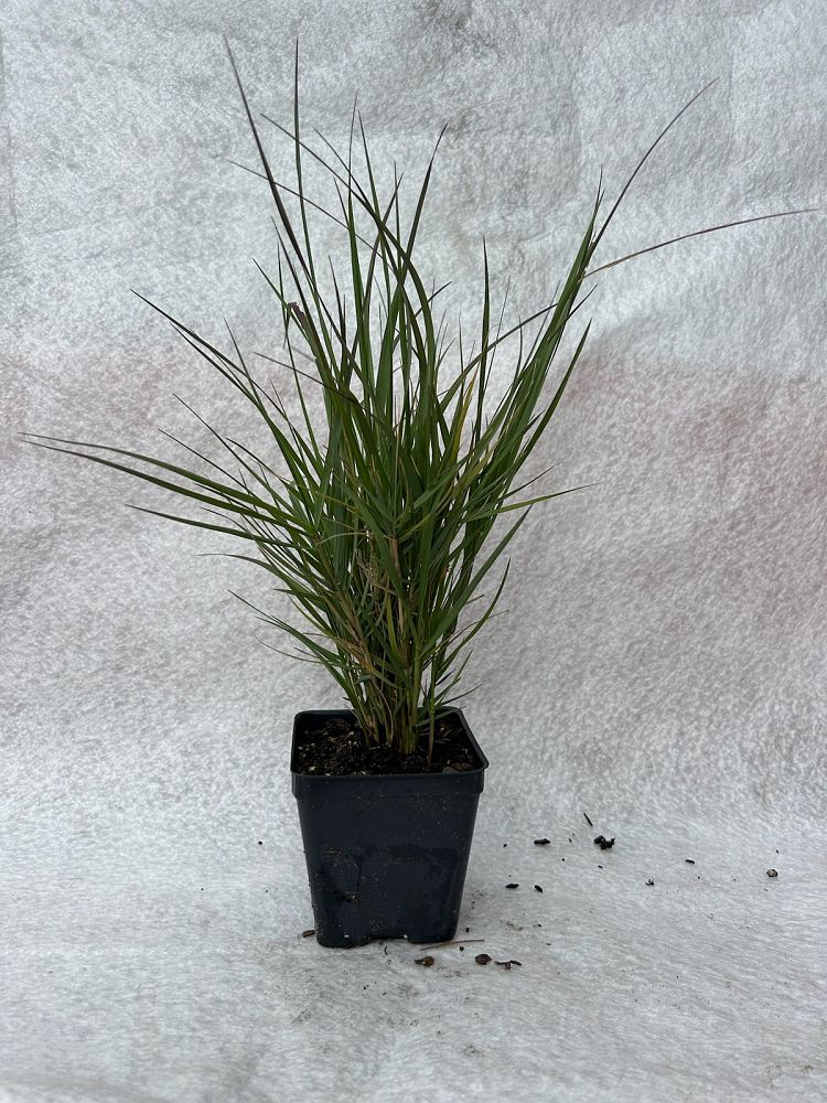 distichlis-spicata-saltgrass