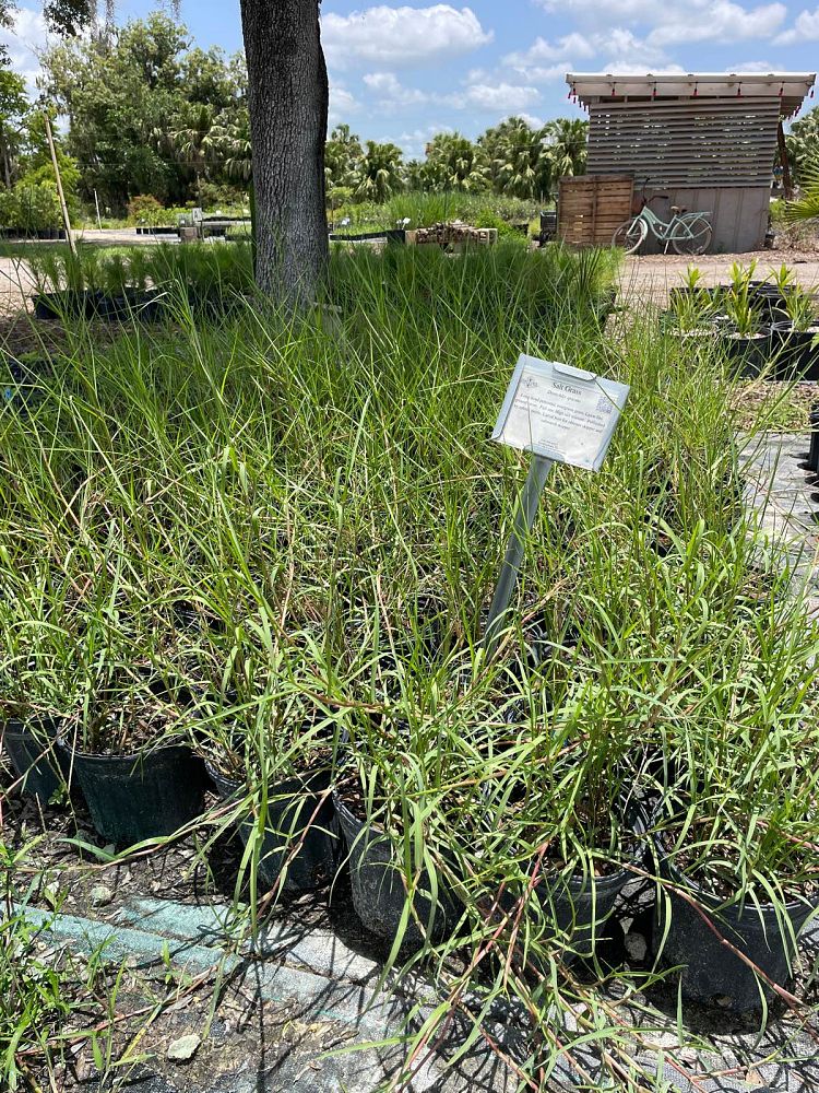 distichlis-spicata-saltgrass