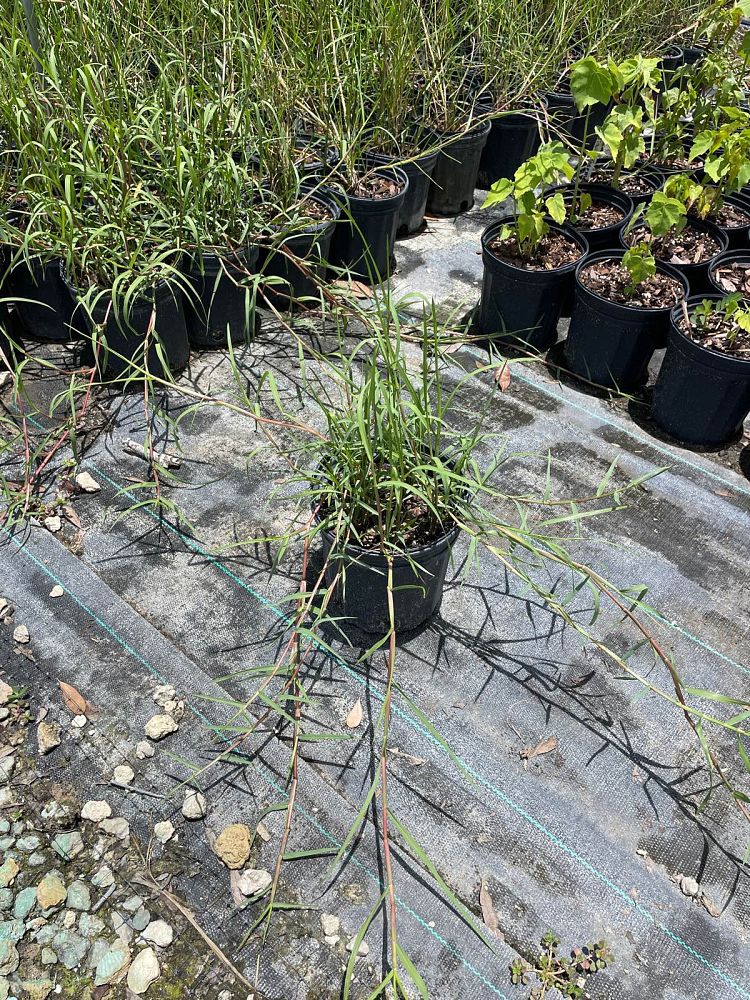 distichlis-spicata-saltgrass