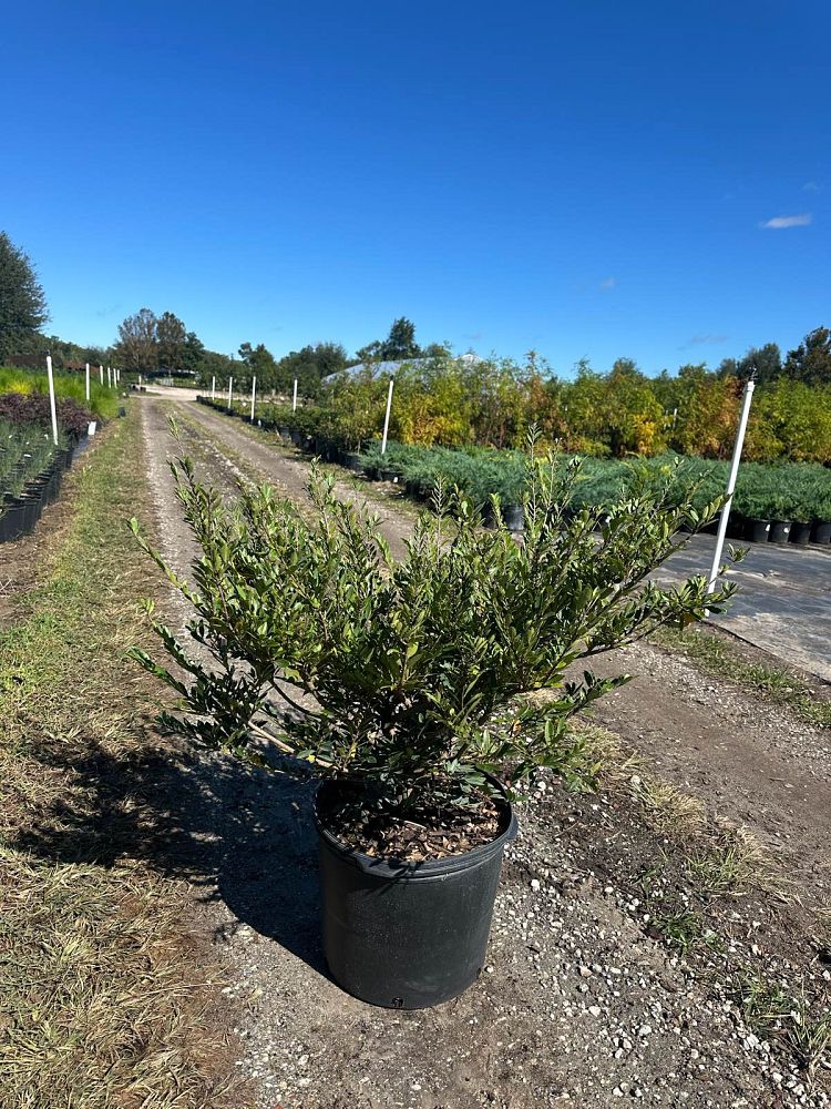 distylium-bayou-bliss