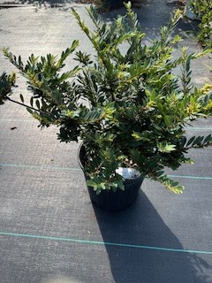 distylium-bayou-bliss