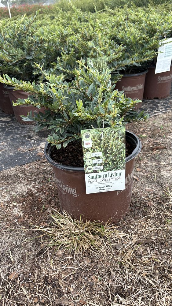 distylium-bayou-bliss