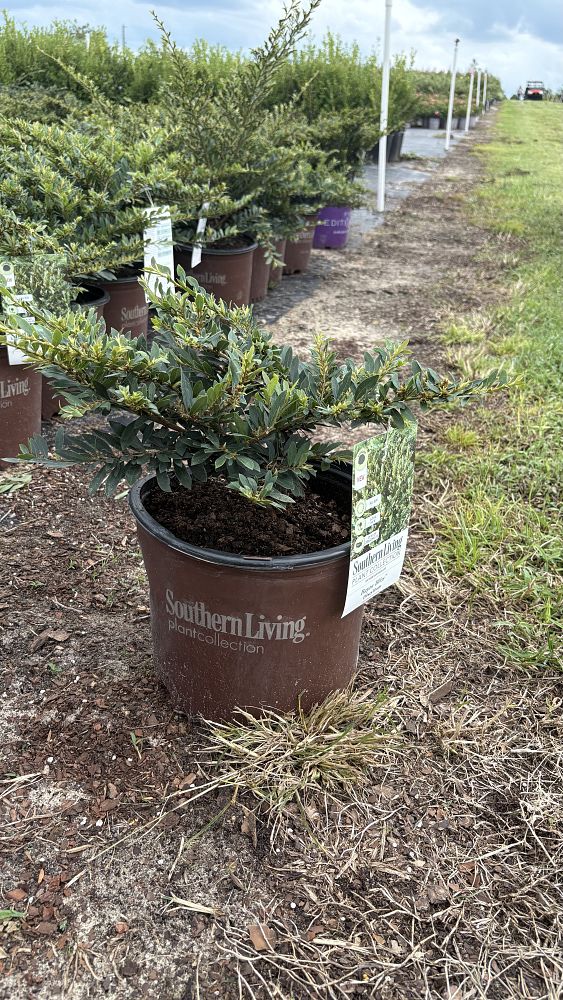 distylium-bayou-bliss