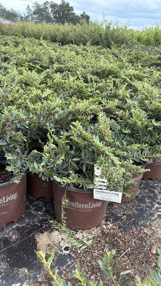 distylium-bayou-bliss