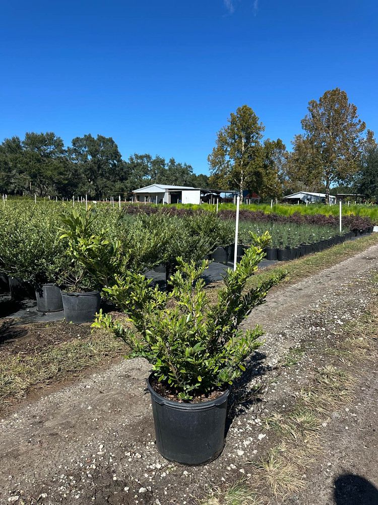 distylium-hybrid-spg-3-007-spring-frost-trade-distylium